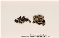 藏品(雙歧根梅衣屬)的圖片